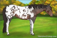 Horse Color:Liver Chestnut Ice Tobiano Appaloosa 