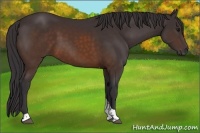 Horse Color:Buckskin Tobiano