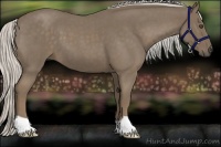 Horse Color:Silver Smoky Blue Roan