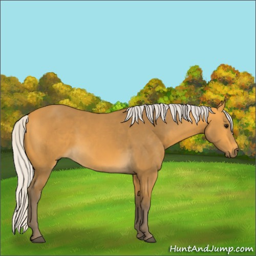 Horse Color:Silver Buckskin 