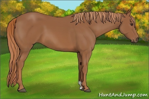 Horse Color:Chestnut 