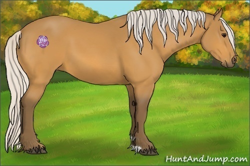 Horse Color:Silver Buckskin 