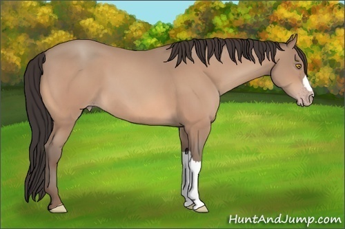 Horse Color:Amber Champagne 