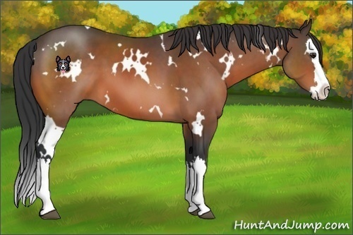 Horse Color:White Spotted Brown Sabino Splash 
