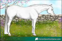 Horse Color:Liver Red Dun Tobiano Blanket 
