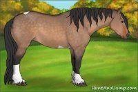 Horse Color:Brown Dun Tobiano Rabicano 