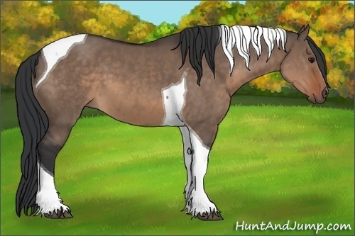 Horse Color:Brown Dun Tobiano 