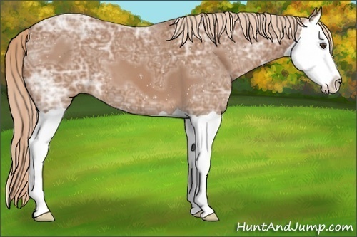 Horse Color:Chestnut Ice Splash 