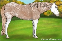 Horse Color:Chestnut Ice Splash 