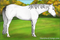 Horse Color:Gray White Spotted Bay Dun 