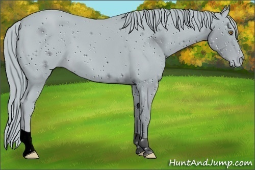Horse Color:ERROR: UNKNOWN ANOMALY