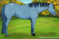 Horse Color:ERROR: UNKNOWN ANOMALY