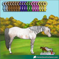 Horse Color:White Spotted Brown Dun Sabino Rabicano 