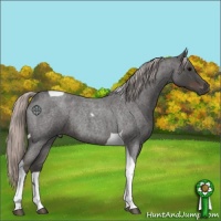 Horse Color:Silver Blue Roan Tobiano Rabicano