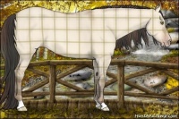 Horse Color:Plaid  Amber Champagne Dun 