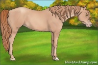 Horse Color:Gold Champagne
