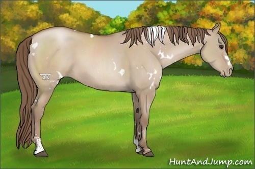 Horse Color:White Spotted Grullo Pearl Sabino 
