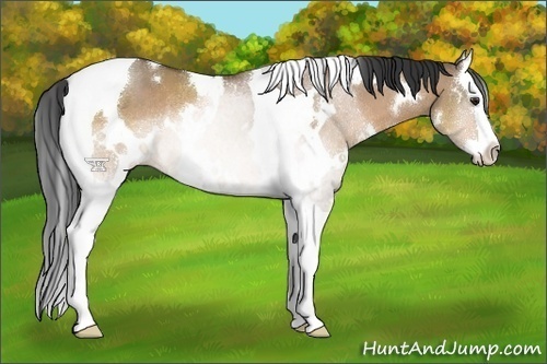 Horse Color:White Spotted Bay Dun Splash Tobiano Rabicano