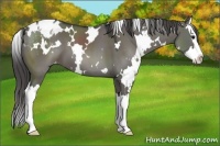 Horse Color:White Spotted Grullo Splash Appaloosa 