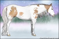 Horse Color:White Spotted Silver Bay Dun Splash Tobiano 