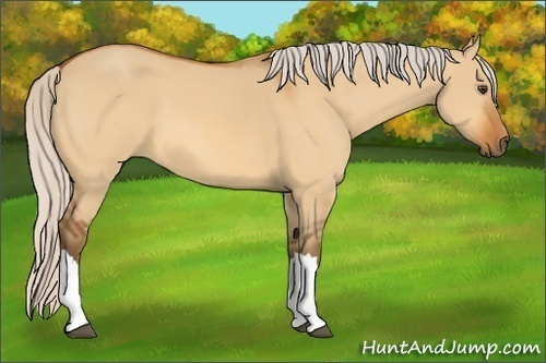 Horse Color:Silver Buckskin Dun 