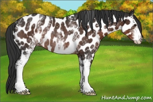 Horse Color:White Spotted Liver Chestnut Near Leopard Rabicano 