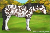 Horse Color:White Spotted Liver Chestnut Appaloosa Rabicano 