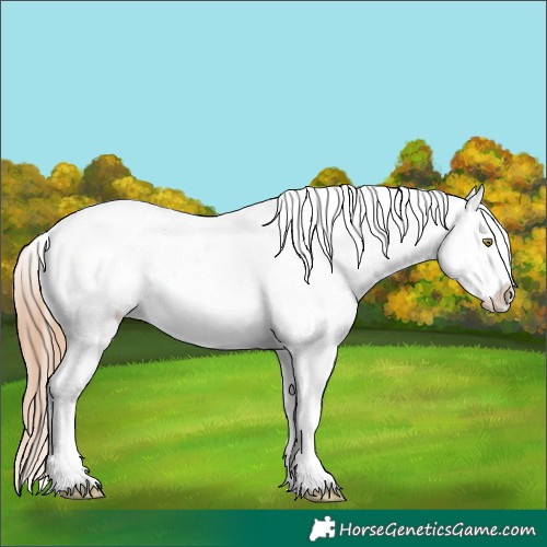 Horse Color:Gold Champagne Roan Appaloosa Rabicano 