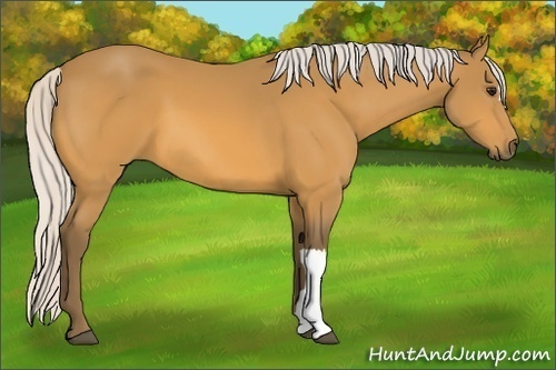 Horse Color:Silver Buckskin