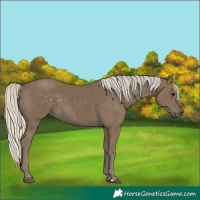 Horse Color:Silver Smoky Black 