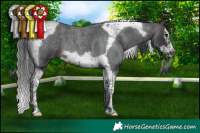 Horse Color:Brown Roan Splash Tobiano Frame