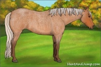 Horse Color:Silver Buckskin Roan 
