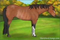 Horse Color:Bay Rabicano