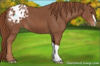 Horse Color:Chestnut Appaloosa