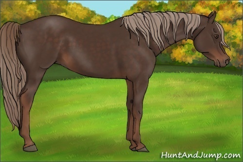 Horse Color:Liver Chestnut 