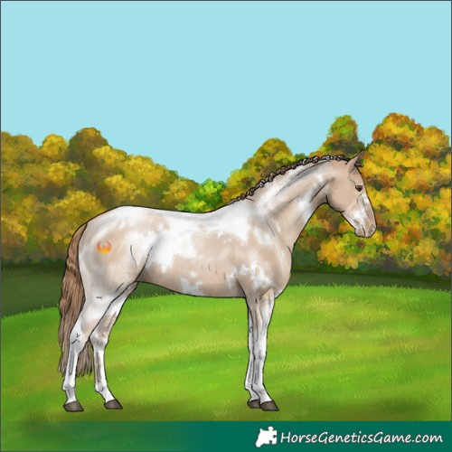 Horse Color:White Spotted Grullo Pearl Tobiano Rabicano 