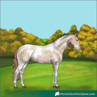 Horse Color:White Spotted Grullo Pearl Tobiano Rabicano 