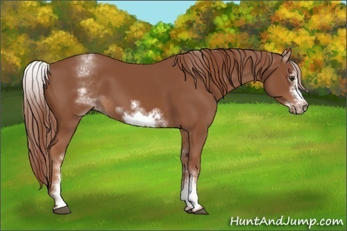 Horse Color:White Spotted Chestnut Frame