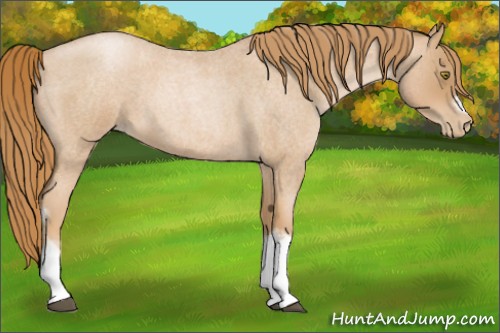 Horse Color:Red Roan Pearl Tobiano Frame