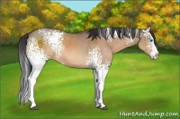 Horse Color:White Spotted Brown Dun Sabino Splash 