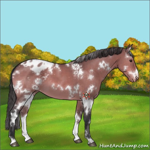 Horse Color:White Spotted Brown Dun Appaloosa 