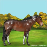 Horse Color:White Spotted Brown 