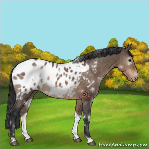 Horse Color:White Spotted Brown Dun Appaloosa 