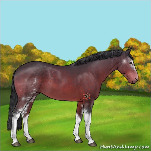 Horse Color:White Spotted Brown