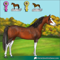 Horse Color:Bay Splash 