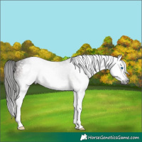 Horse Color:Gray Bay Splash 