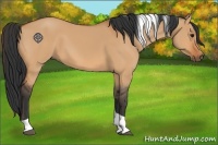 Horse Color:Bay Dun Tobiano 