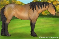 Horse Color:Buckskin 