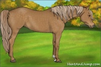 Horse Color:Chocolate Palomino 