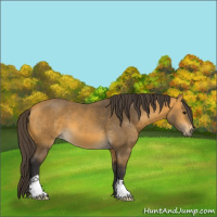 Horse Color:Buckskin 
